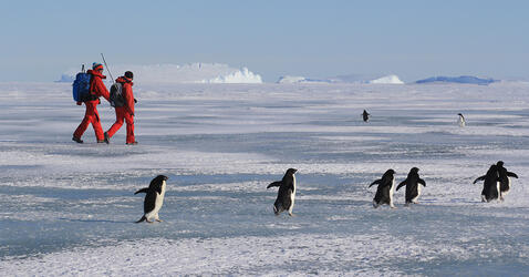© Bruno JOURDAIN/IPEV/LGGE/CNRS Images Deux chercheurs en combinaison rouge marchent sur la banquise, en Antarctique, près de manchots. On voit des glaciers au loin. Ils sont près de la base scientifique française Dumont d'Urville.