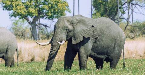 Deux éléphants de savane d'Afrique dans le delta de l'Okavango, au nord du Botswana. 