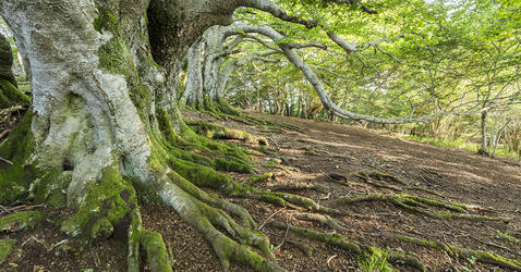 Racines, arbres, Parc Naturel Régional des Volcans d'Auvergne