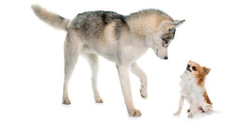 Un husky fait face à un chihuahua © cynoclub / iStock.com by Getty Images