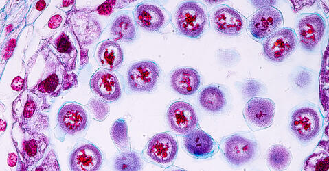 formation des grains de pollen dans une anthère de lys © Sinhyu / iStockphoto.com