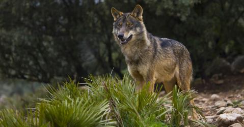 Loup ibérique (Canis lupus signatus)
