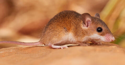 Souris naine d'Afrique © Quentin Martinez