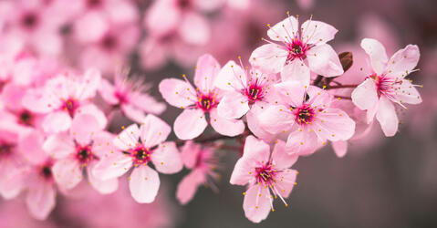 fleurs de cerisier © Brett Sayles / Pexels.com