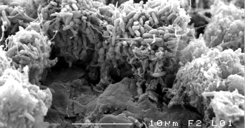Bactéries électroactives sur l'électrode de graphite d'une biopile