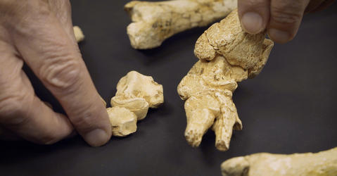 gros plan de mains qui tiennent des ossements d'Australopithèque