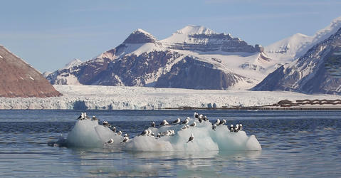 paysage arctique avec mouettes sur mini iceberg