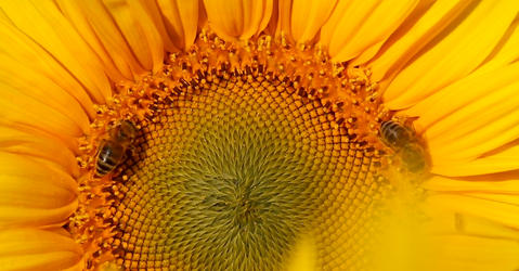 Gros plan de tournesol avec abeilles dessus