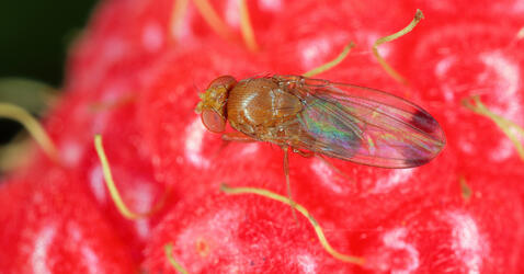 Drosophila suzukii © Tomasz Klejdysz / Shutterstock.com