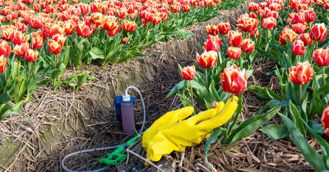 champ de tulipes traité, Pays-Bas © Fokke Baarssen / shutterstock.com