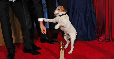 Uggie, le chien du film « The Artist »