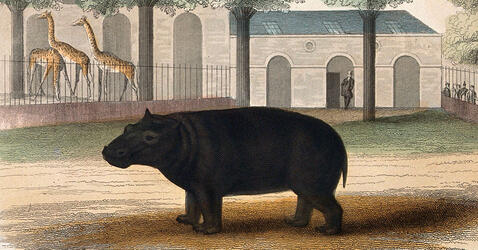 Zoological Society of London: a hippopotamus. Source Wellcome Collection