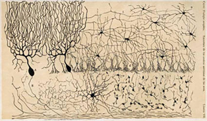 Cellules cérébelleuses de poulet, tiré de "Estructura de los centros nerviosos de las aves", Ramón y Cajal, Madrid, 1905