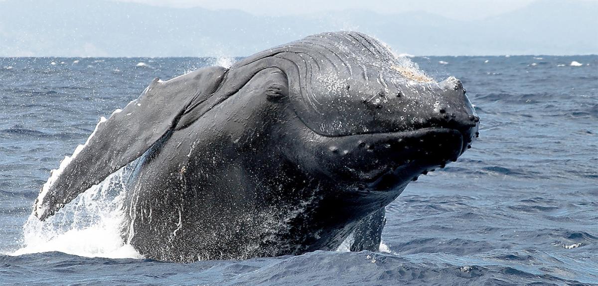 Une baleine à bosse
