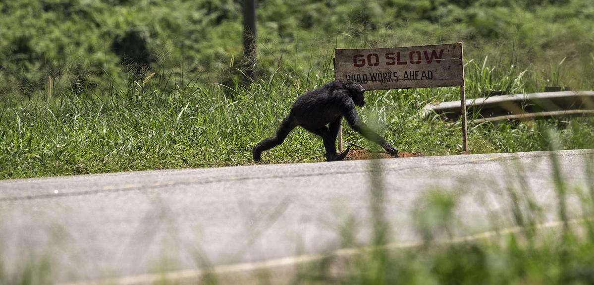 Chimpanzé traversant une route