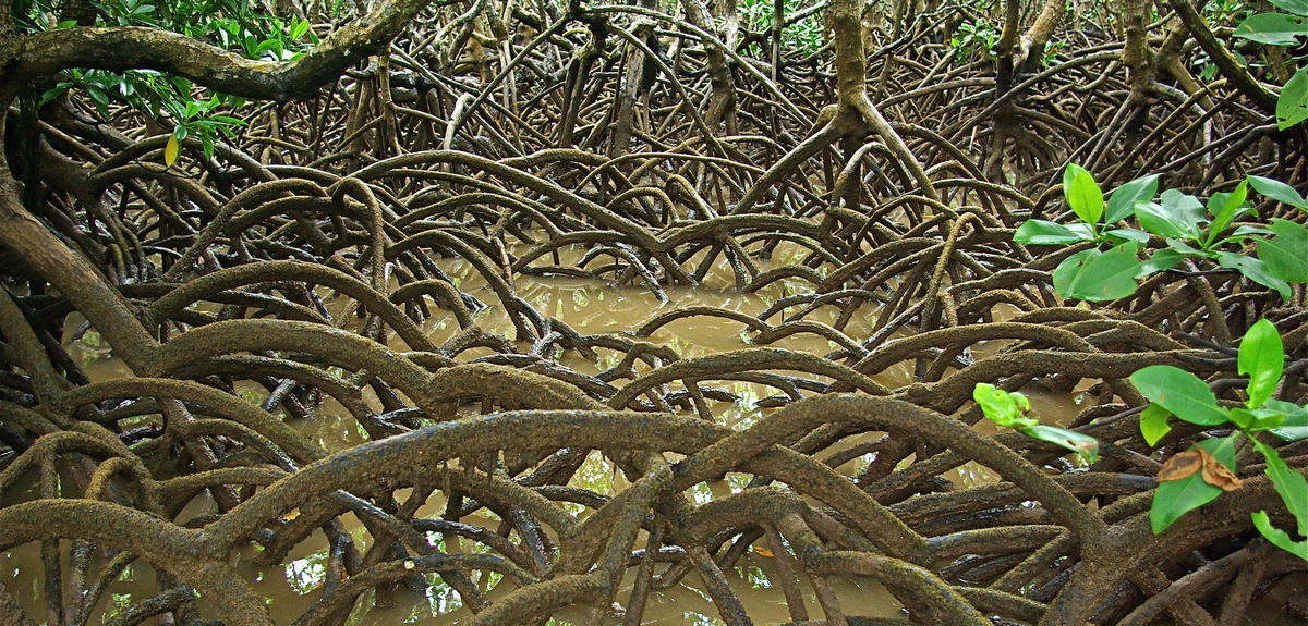 Mangrove de Mayotte