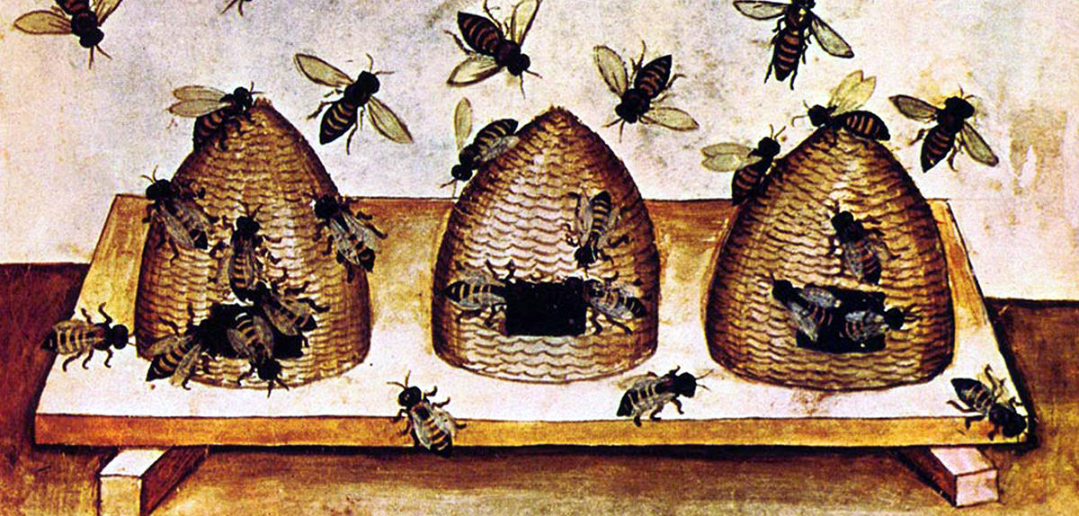 Des abeilles et des hommes | CNRS Le journal