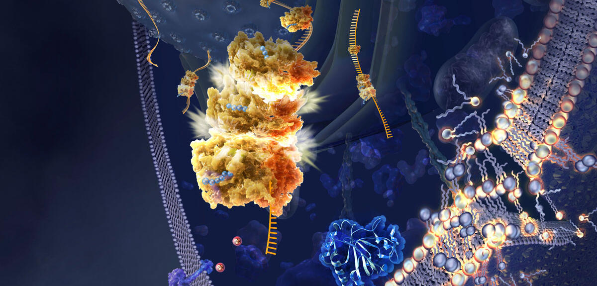 ©Nicolle R. Fuller / Science Photo Library Illustration de la ferroptose © Nicolle R. Fuller / Science Photo Library