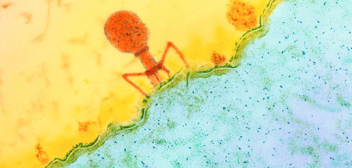 bactériophage © University of Basel / Biozentrum / SPL