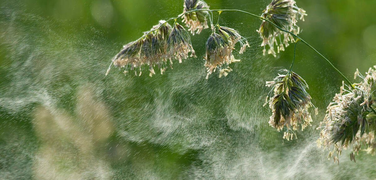 ©Jürgen Kottmann / stock.adobe.com Le vent disperse le pollen de ce dactyle aggloméré © Jürgen Kottmann / stock.adobe.com