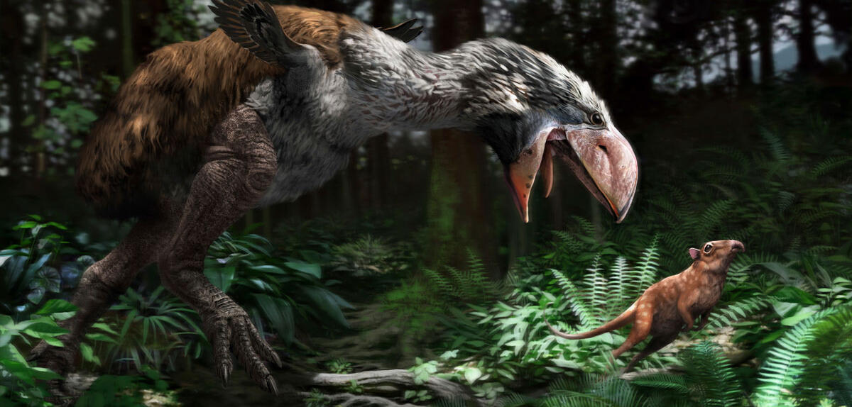 ©Jaime Chirinos / SPL Gastornis gigantea © Jaime Chirinos / SPL