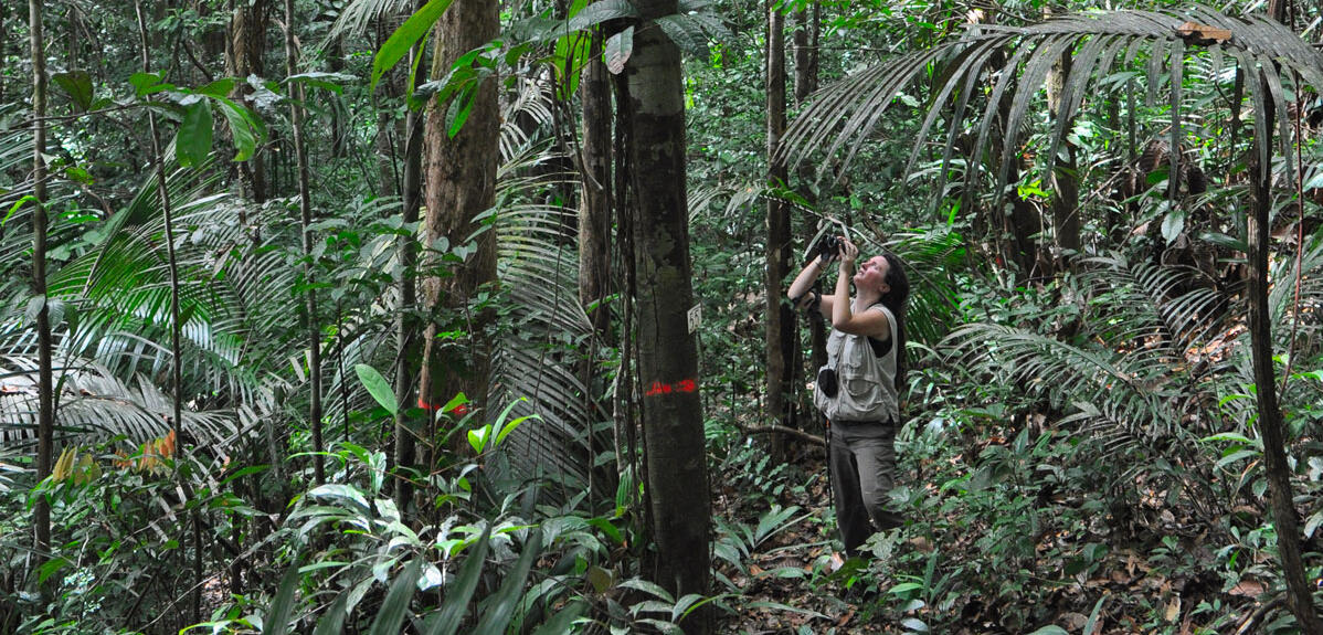 Nouragues © Claude Delhaye / CNRS Images