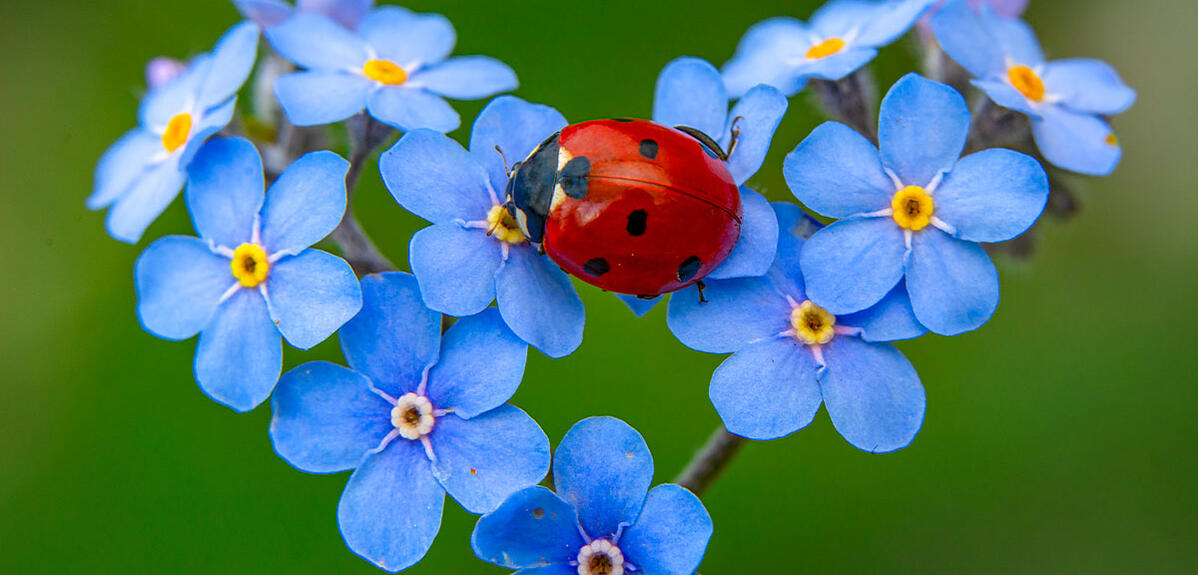 Comment la coccinelle passe au rouge | CNRS Le journal