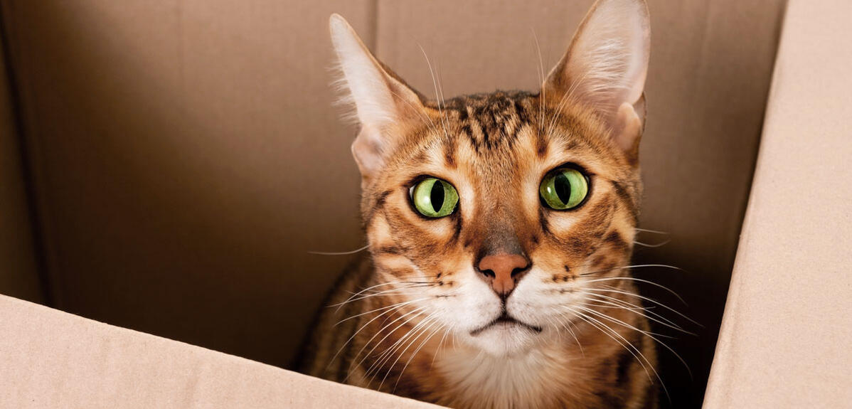 Un modèle imaginaire pour résoudre l’équation de Schrödinger
