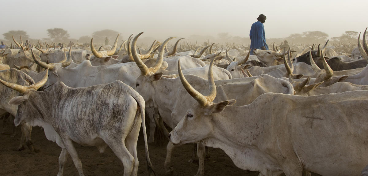 Troupeau de vaches dans la région du Ferlo, au nord du Sénégal