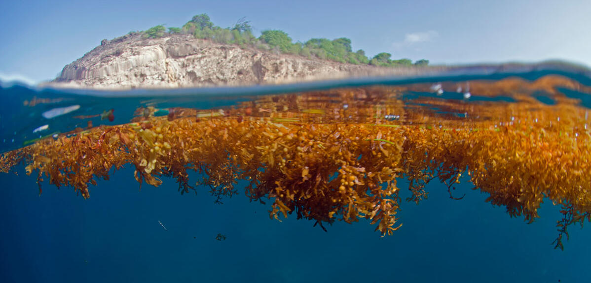 Sargasses : le cauchemar des Caraïbes | CNRS Le journal