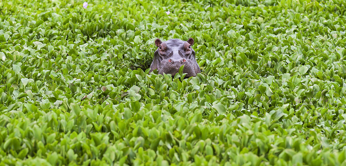 hippopotame dans les jacinthes d’eau 