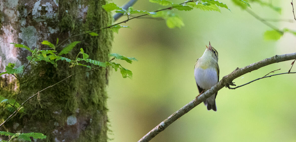 pouillot siffleur © Fabrice Cahez / Biosphoto