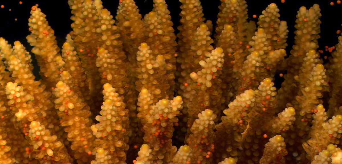 Corail avec petites boules rouges qui flottent autour