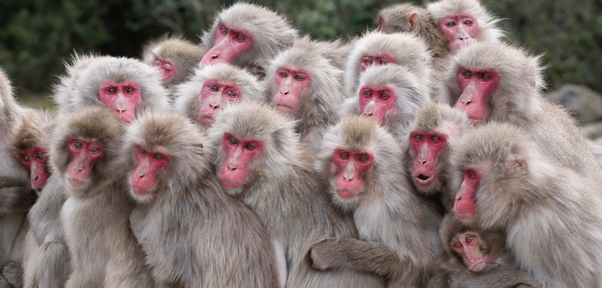 Groupe de macaques japonais