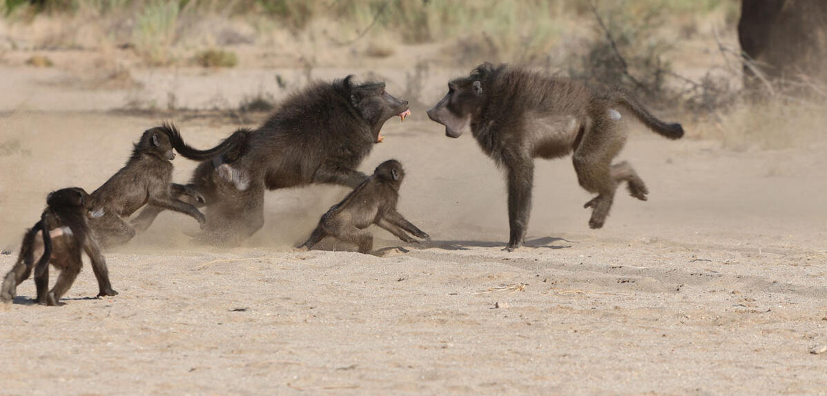 conflit entre deux mâles de babouins chacma © Élise Huchard / CEFE / CNRS Images 