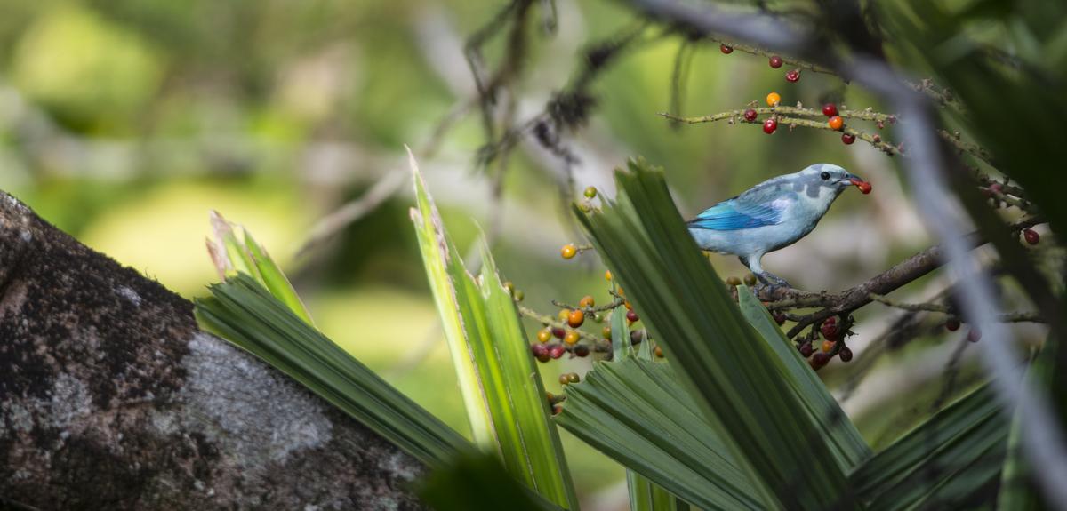 Des Oiseaux Dans La Forêt Fragmentée Cnrs Le Journal