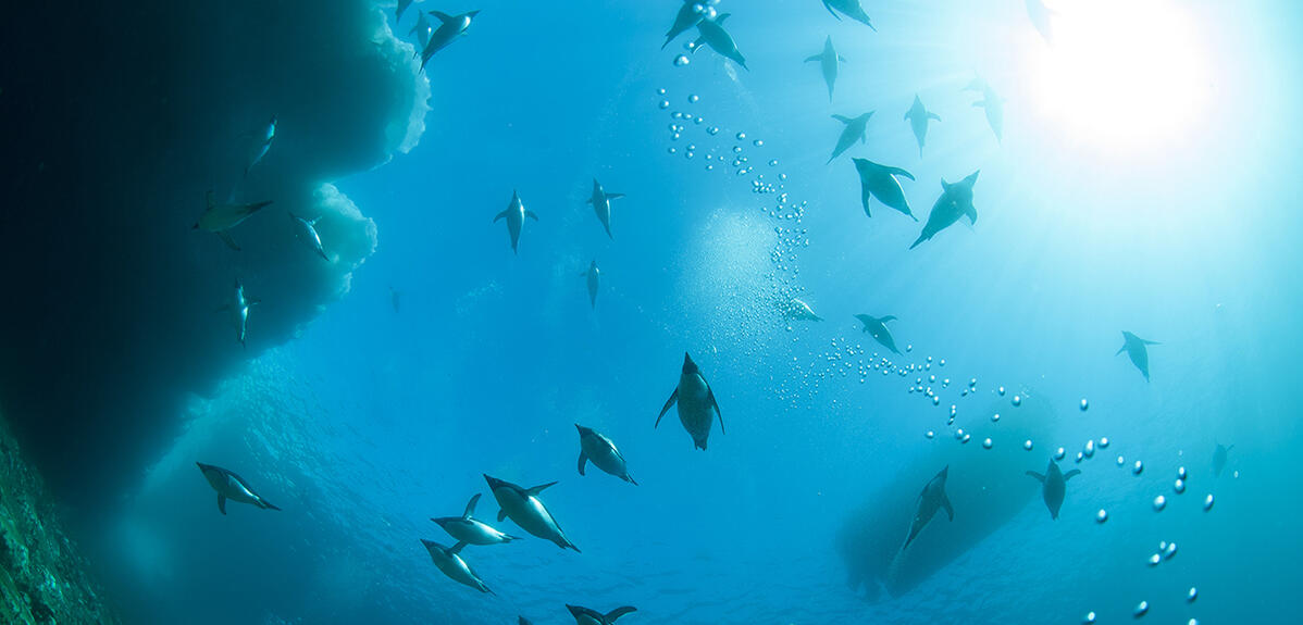 ©Erwan Amice / LEMAR / CNRS Images