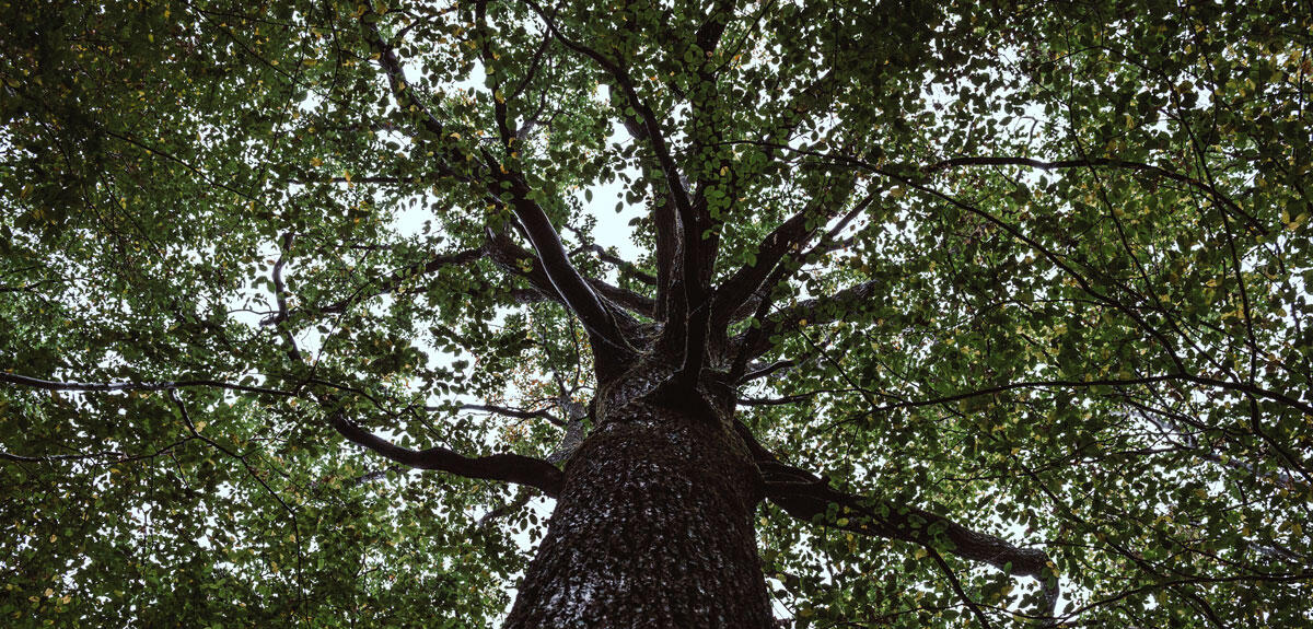 Un chêne de la forêt domaniale de Barbeau (Seine-et-Marne) © Cyril Frésillon / ESE / ICOS / CNRS Images 