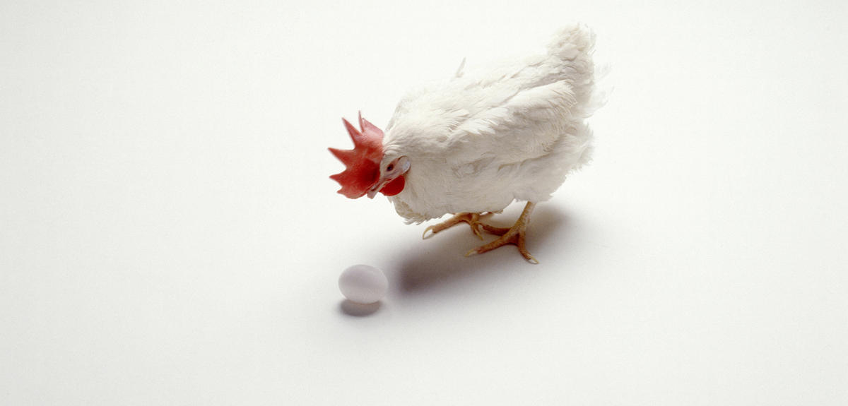 ©S.SWARTZ/PHOTOLIBRARY/GETTY IMAGES