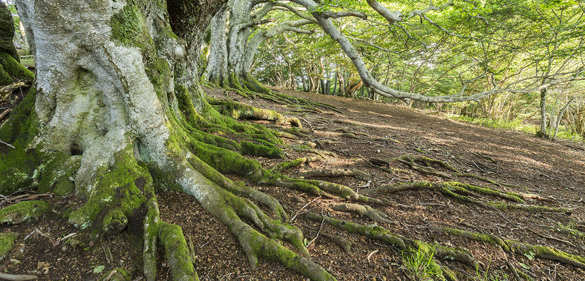 Racines, arbres, Parc Naturel Régional des Volcans d'Auvergne