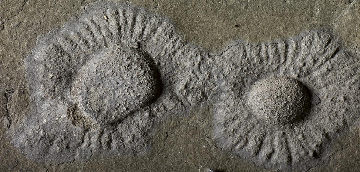 Découverte incroyable en Australie du fossile de la deuxième plus