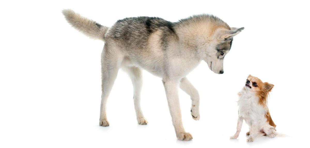 ©cynoclub / iStock.com by Getty Images Un husky fait face à un chihuahua © cynoclub / iStock.com by Getty Images