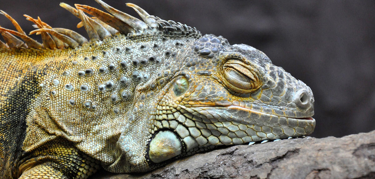 Dormir comme un lézard | CNRS Le journal