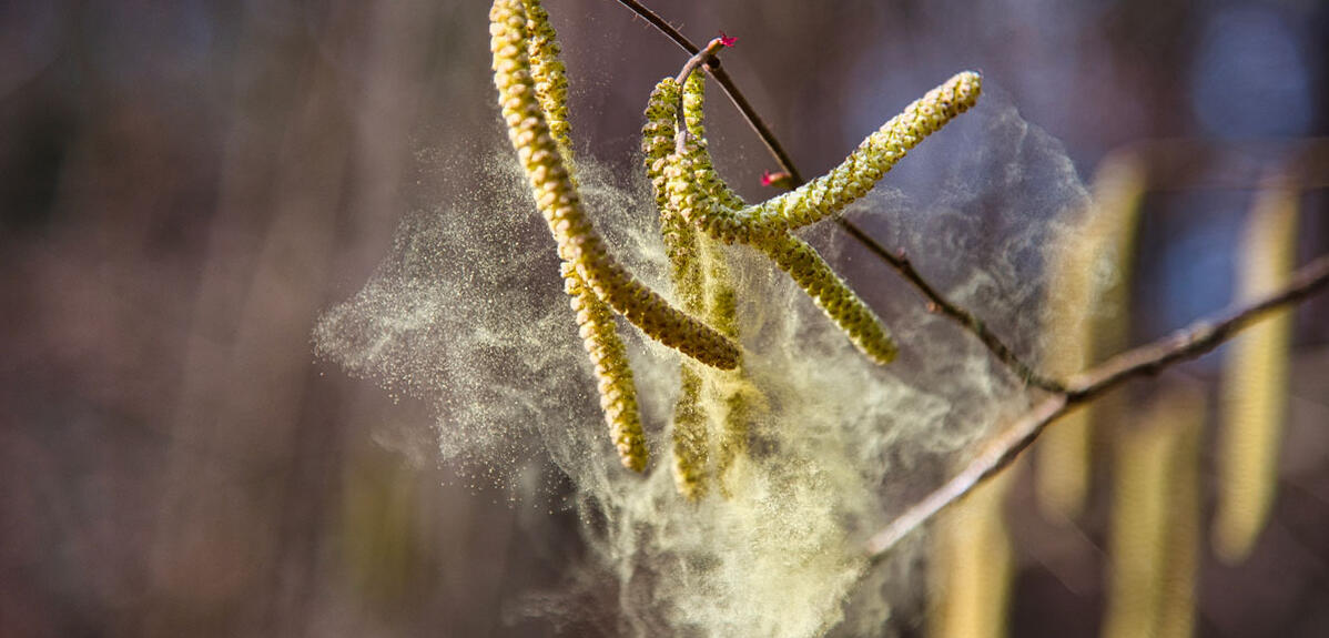 pollen de bouleau en gros plan