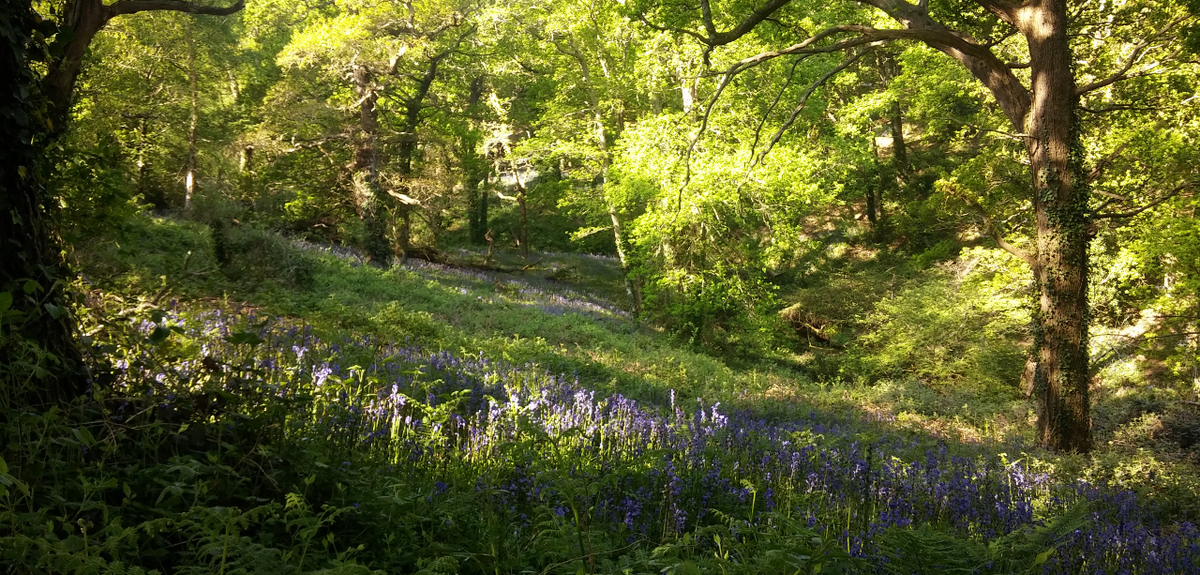 Dette climatique dans les forêts françaises