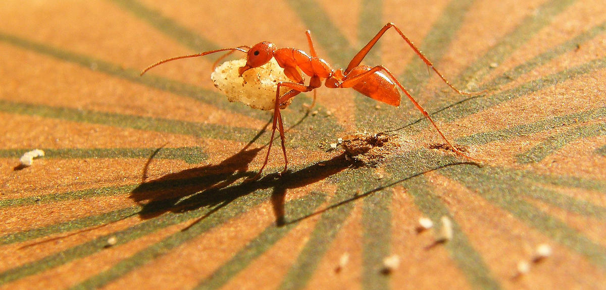 L'extraordinaire sens de l'orientation des fourmis