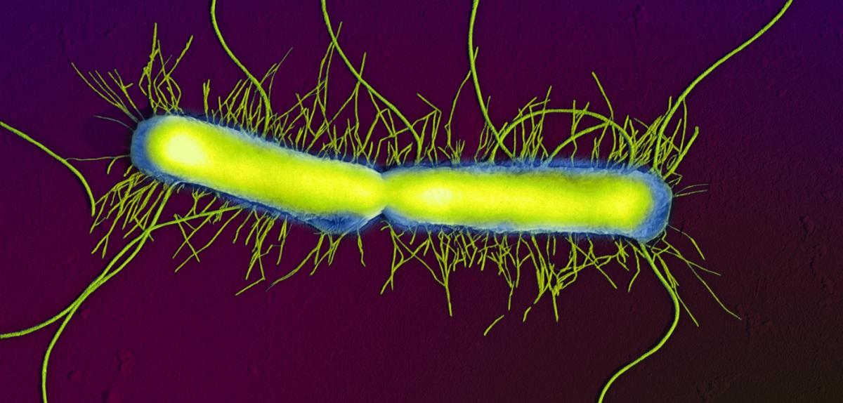 Microbiote des bactéries qui nous veulent du bien  CNRS Le journal