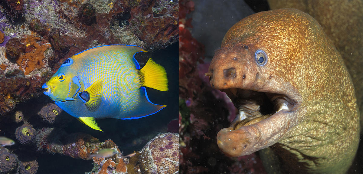 Une IA, juge de beauté des poissons tropicaux