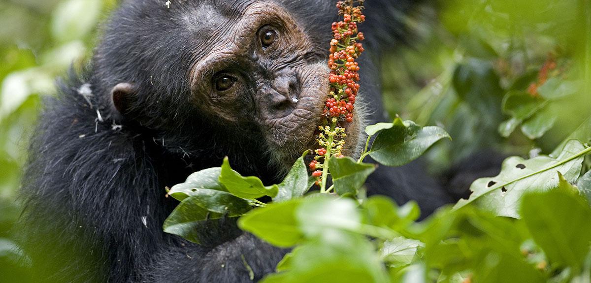 Automédication  : chimpanzé mangeant une plante de la famille des phytolaccacées