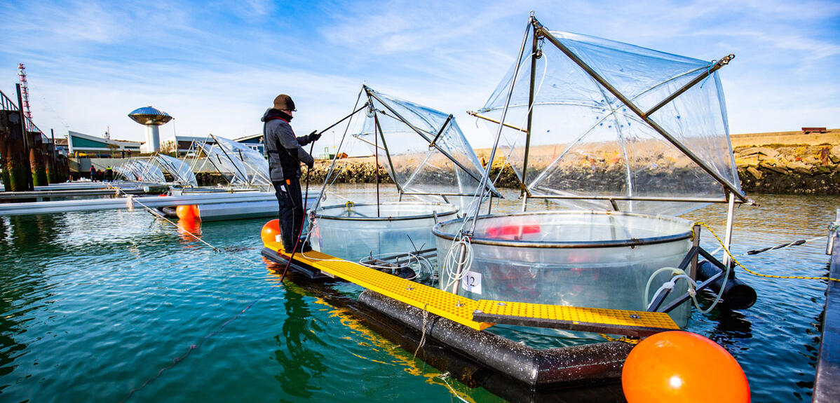 Un chercheur effectue des prélèvements à Helgoland (Allemagne) dans le cadre d'une étude sur l'effet d'une augmentation de l'alcalinité océanique sur le plancton de la mer du Nord.
